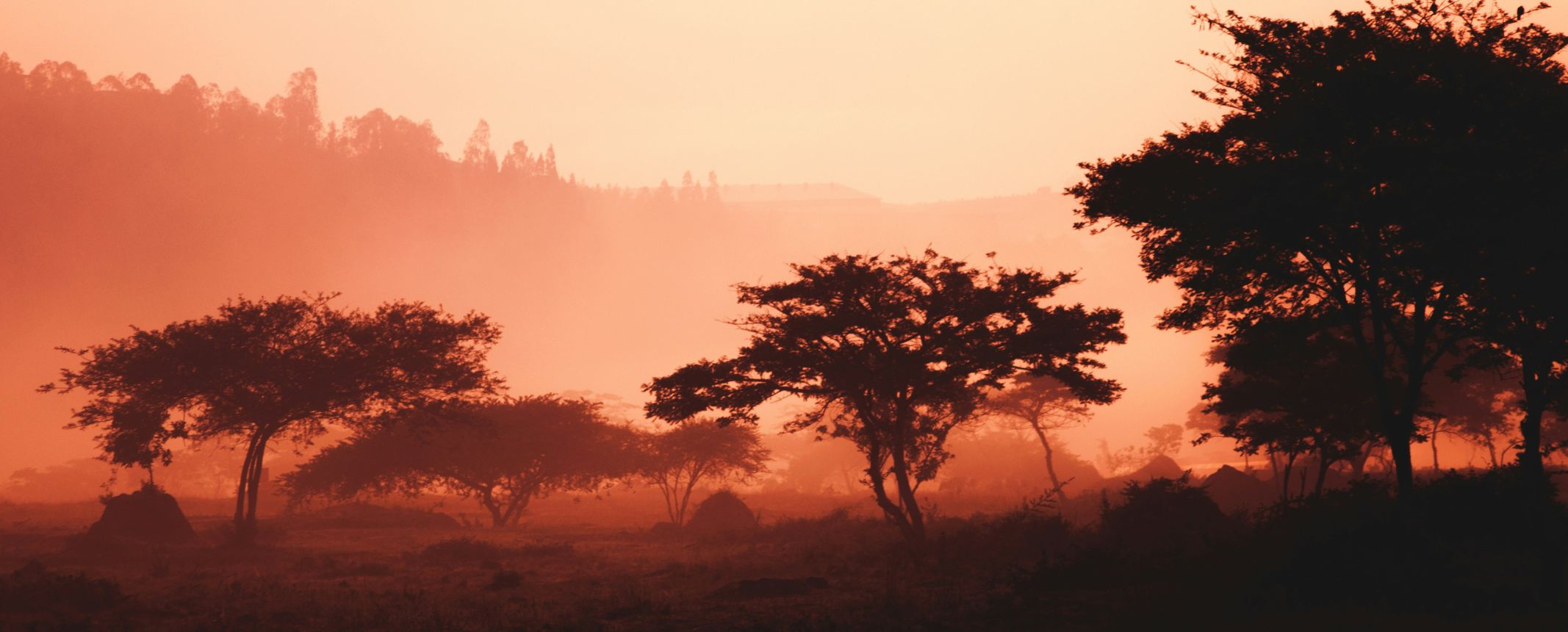 paysage d'arbres et de montagnes au Rwanda