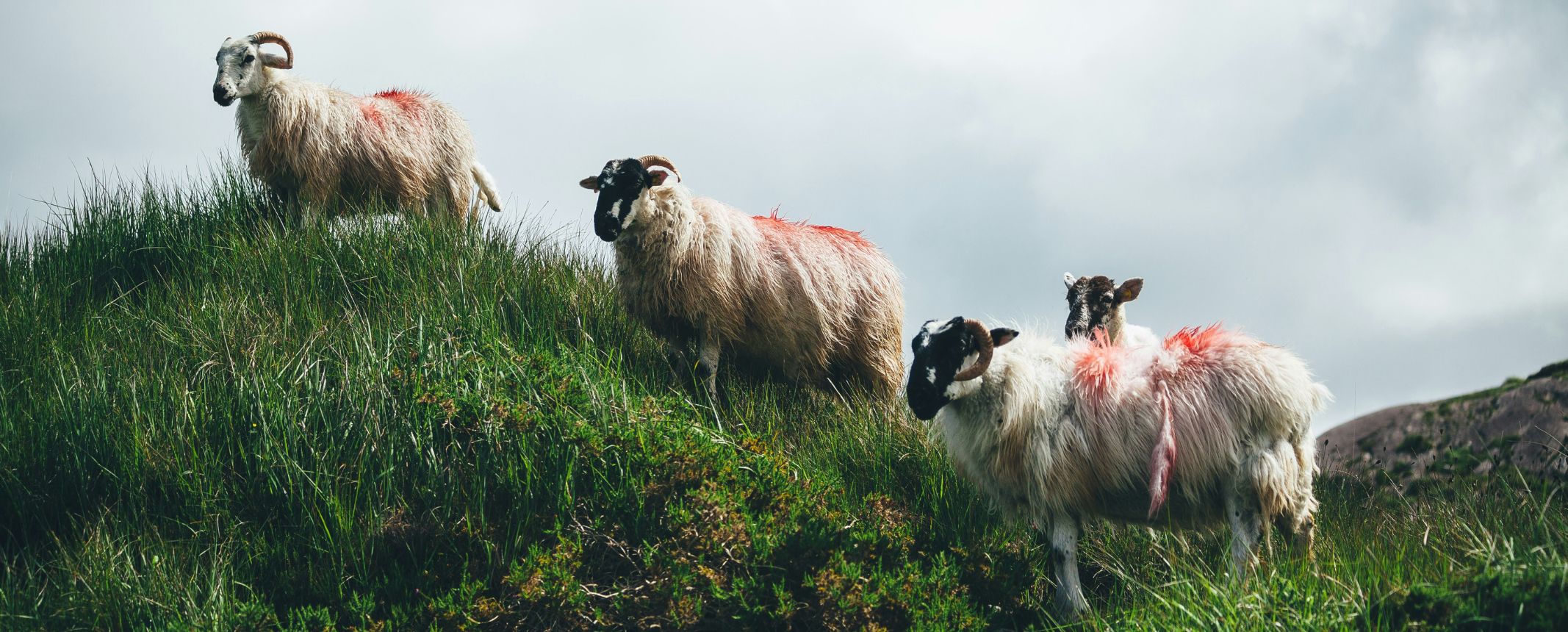 Des moutons en Irlande